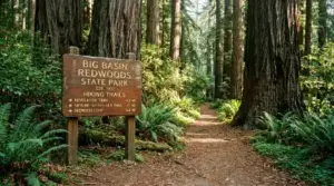 Planning Your Visit to Big Basin