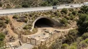 Wildlife undercrossing tunnel